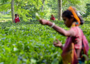 印度石油公司熱衷于推動液化石油氣在茶葉生產中取代煤炭